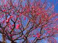 府中市郷土の森博物館の紅梅