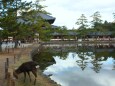 奈良公園