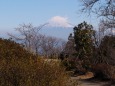 日本平から望む富士山