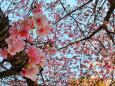 東紀州早咲き桜