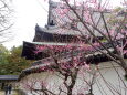 大きな寺院に紅梅の花