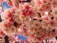 糸川遊歩道のあたみ桜