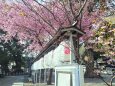 東紀州2月8日河津桜