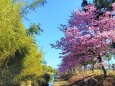 熊野2月13日河津桜