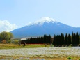 山中湖花の都公園