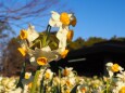 葛西臨海公園の水仙