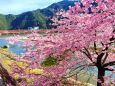 清流銚子川と河津桜