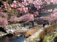 冬から春へ 河津桜が咲く頃