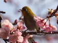 西平畑公園の河津桜とメジロ