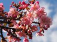 西平畑公園の河津桜