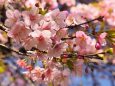 西平畑公園の河津桜