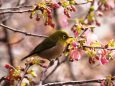 西平畑公園の河津桜とメジロ