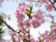 満開の河津桜