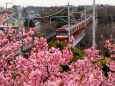 三浦海岸の河津桜と京急電車