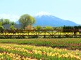 山中湖花の都公園