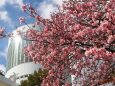 西平畑公園の河津桜