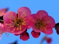 昭和記念公園の紅梅