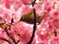 伊豆稲取の河津桜とメジロ