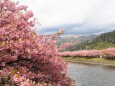 河津町の河津桜