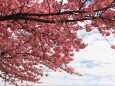 伊豆稲取の河津桜