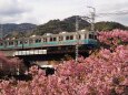 河津町の河津桜と伊豆急行