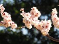 浜離宮恩賜庭園の白梅