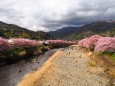 河津町の河津桜