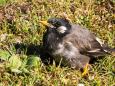 浜離宮恩賜庭園の椋鳥