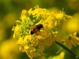 河津町の菜の花と蜂