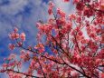 河津町の河津桜