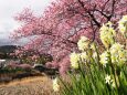 河津町の河津桜と水仙