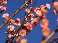 浜離宮恩賜庭園の紅梅