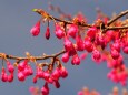 浜離宮恩賜庭園の寒緋桜