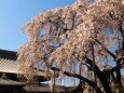 円乗院のしだれ桜