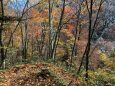 色付く登山道