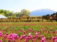 山中湖花の都公園