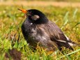 浜離宮恩賜庭園の椋鳥