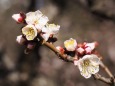 浜離宮恩賜庭園の白梅