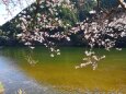 ダム湖と桜