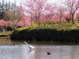 古河公方公園の花桃