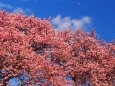 河津町の河津桜