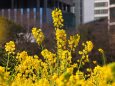 浜離宮恩賜庭園の菜の花