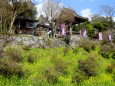 菜の花が咲いている山寺の鐘楼