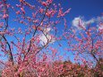 古河公方公園の花桃