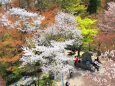 春の京都