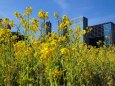 浜離宮恩賜庭園の菜の花