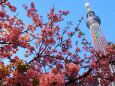 河津桜とスカイツリー