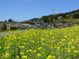 菜の花が咲く山村風景