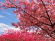 河津町の河津桜