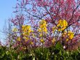 古河公方公園の花桃と菜の花